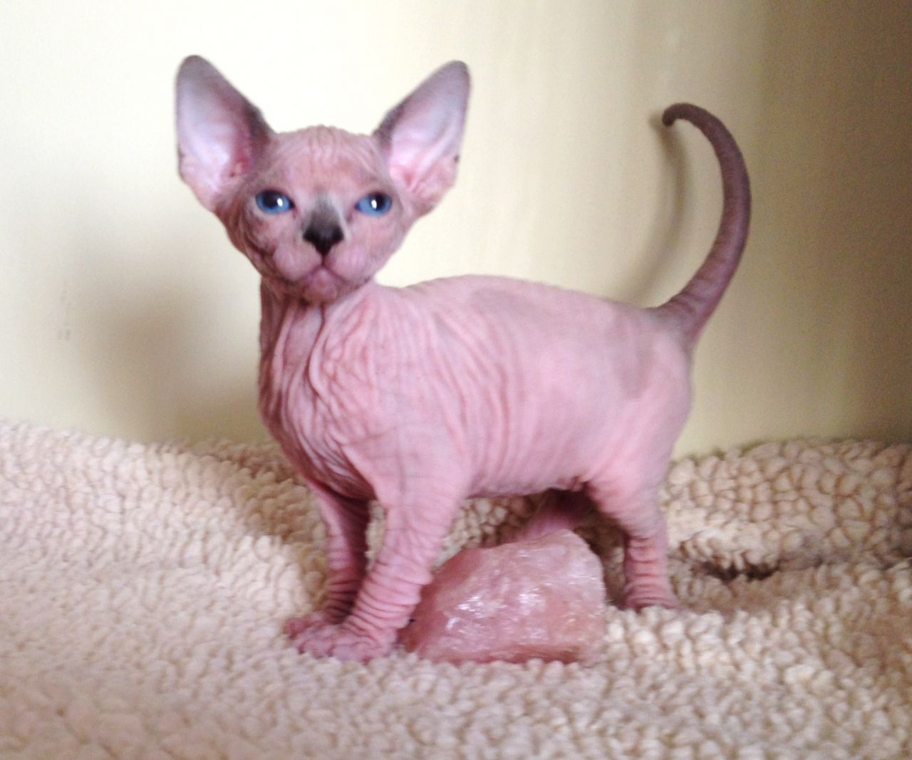 Damn Cool Pictures: Hairless Cats